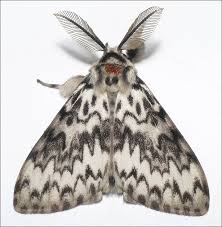 Attēlu rezultāti vaicājumam “Lymantria monacha imago”