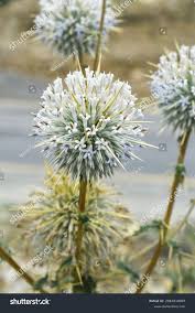 Attēlu rezultāti vaicājumam “Echinops sphaerocephalus”