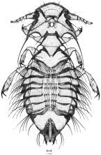 Attēlu rezultāti vaicājumam “Licea chelonoides sessile”