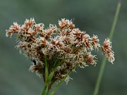 Attēlu rezultāti vaicājumam “Cladium mariscus bud”