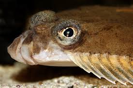 Image result for Limanda limanda