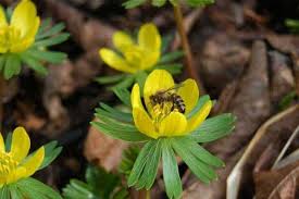 Attēlu rezultāti vaicājumam “Eranthis hyemalis”