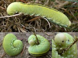 Attēlu rezultāti vaicājumam “Cimbex femoratus”