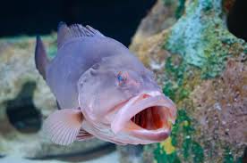 Image result for Epinephelus morio
