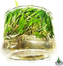 Attēlu rezultāti vaicājumam “Cryptocala chardinyi”