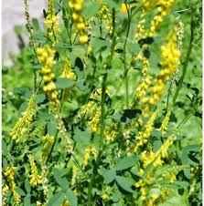 Attēlu rezultāti vaicājumam “Melilotus”