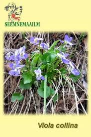 Attēlu rezultāti vaicājumam “Viola collina”