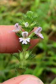 Image result for Euphrasia stricta