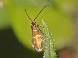 Attēlu rezultāti vaicājumam “Micropterix aureatella”