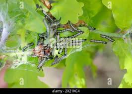 Attēlu rezultāti vaicājumam “Orthosia miniosa imago”