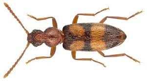 Attēlu rezultāti vaicājumam “Notoxus monoceros”