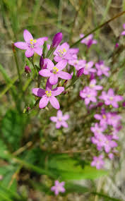 Attēlu rezultāti vaicājumam “Centaurium littorale leaf”