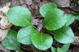Attēlu rezultāti vaicājumam “Pyrola minor leaf”