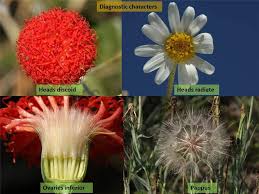 Attēlu rezultāti vaicājumam “Asteraceae”