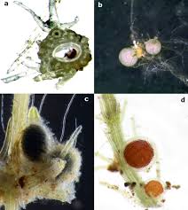 Attēlu rezultāti vaicājumam “Chara aspera male”