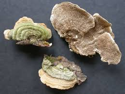 Attēlu rezultāti vaicājumam “Cerrena unicolor”