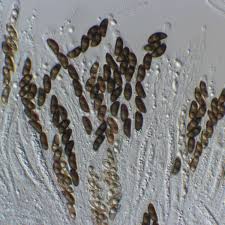 Attēlu rezultāti vaicājumam “Xylaria longipes”