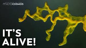 Attēlu rezultāti vaicājumam “Physarum cf. diderma macro”