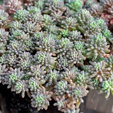 Attēlu rezultāti vaicājumam “Sedum hispanicum”