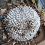 Attēlu rezultāti vaicājumam “Helianthus annuus fruit”