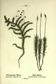 Attēlu rezultāti vaicājumam “Polytrichum formosum”