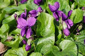 Attēlu rezultāti vaicājumam “Viola odorata”