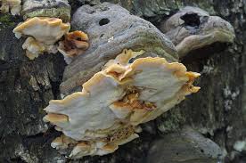 Attēlu rezultāti vaicājumam “Antrodiella”