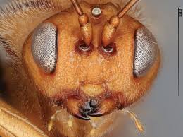 Attēlu rezultāti vaicājumam “Andricus quercuscorticis”