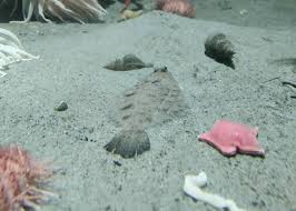 Image result for Glyptocephalus cynoglossus