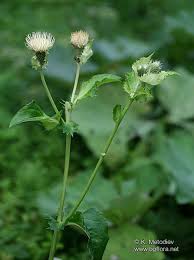 Attēlu rezultāti vaicājumam “Cirsium oleraceum flower”
