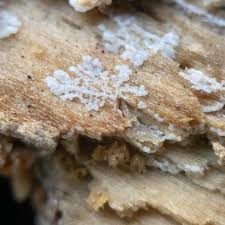 Attēlu rezultāti vaicājumam “Stemonitis foliicola plasmodium”