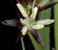 Attēlu rezultāti vaicājumam “Luzula multiflora fruit”