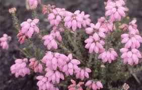 Attēlu rezultāti vaicājumam “Erica tetralix leaf”