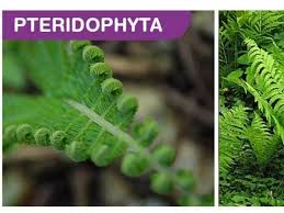 Attēlu rezultāti vaicājumam “Pteropsida”