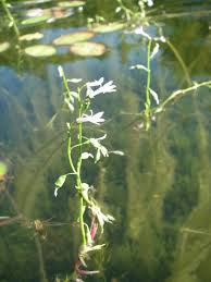 Attēlu rezultāti vaicājumam “Lobelia dortmanna leaf”