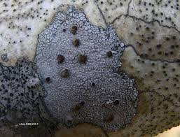 Attēlu rezultāti vaicājumam “Lecanora argentata”