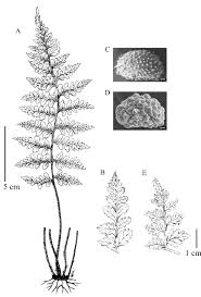 Attēlu rezultāti vaicājumam “Cystopteris fragilis”