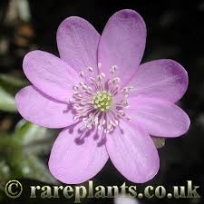 Attēlu rezultāti vaicājumam “Hepatica nobilis”