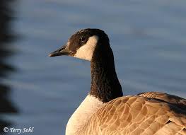 Attēlu rezultāti vaicājumam “Branta canadensis”
