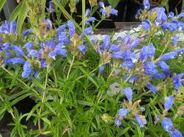 Attēlu rezultāti vaicājumam “Dracocephalum ruyschiana flower”