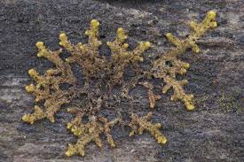 Attēlu rezultāti vaicājumam “Ptilidium pulcherrimum”