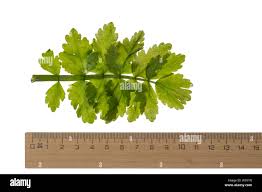 Attēlu rezultāti vaicājumam “Berula erecta leaf”