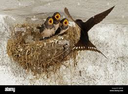 Attēlu rezultāti vaicājumam “Hirundo rustica nest”