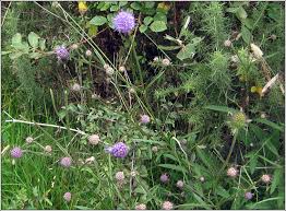 Attēlu rezultāti vaicājumam “Succisa pratensis leaf”