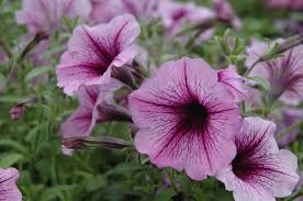 Image result for Petunia