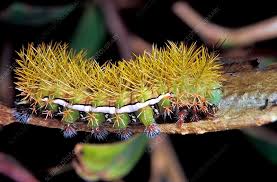 Attēlu rezultāti vaicājumam “Saturniidae”