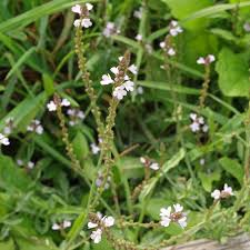 Image result for Verbena officinalis