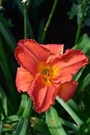 Attēlu rezultāti vaicājumam “Hemerobius perelegans”