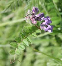 Attēlu rezultāti vaicājumam “Vicia sepium leaf”