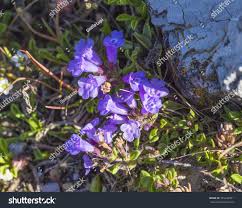 Attēlu rezultāti vaicājumam “Acinos arvensis flower”